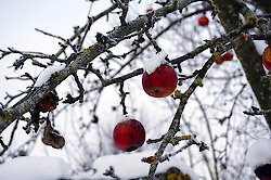 Erholsamer Winterurlaub im Bayerischen Wald